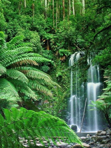 Tropical-Forest-Waterfall-360x480.jpg