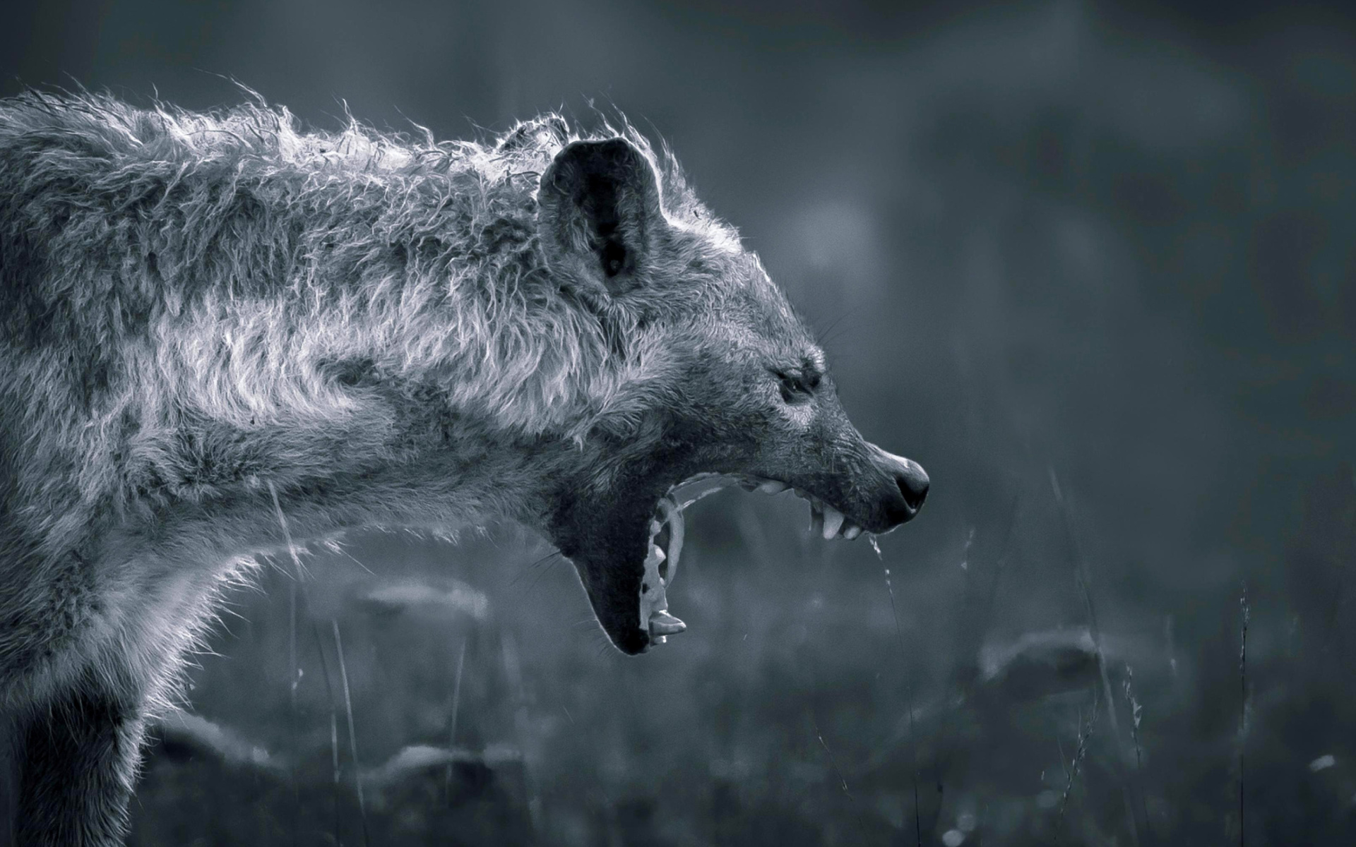 Hyena-on-Hunting-1920x1200.jpg