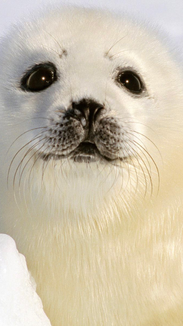 Baby Seal Wallpaper for iPhone 5
