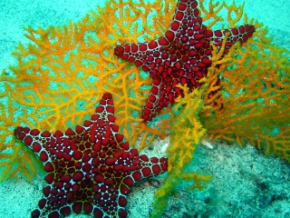 Starfish-320x240.jpg
